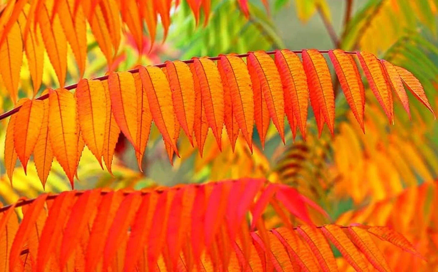 Flameleaf Sumac Tree Seeds - 30 Count - Rhus copallinum - Vibrant Fall Color