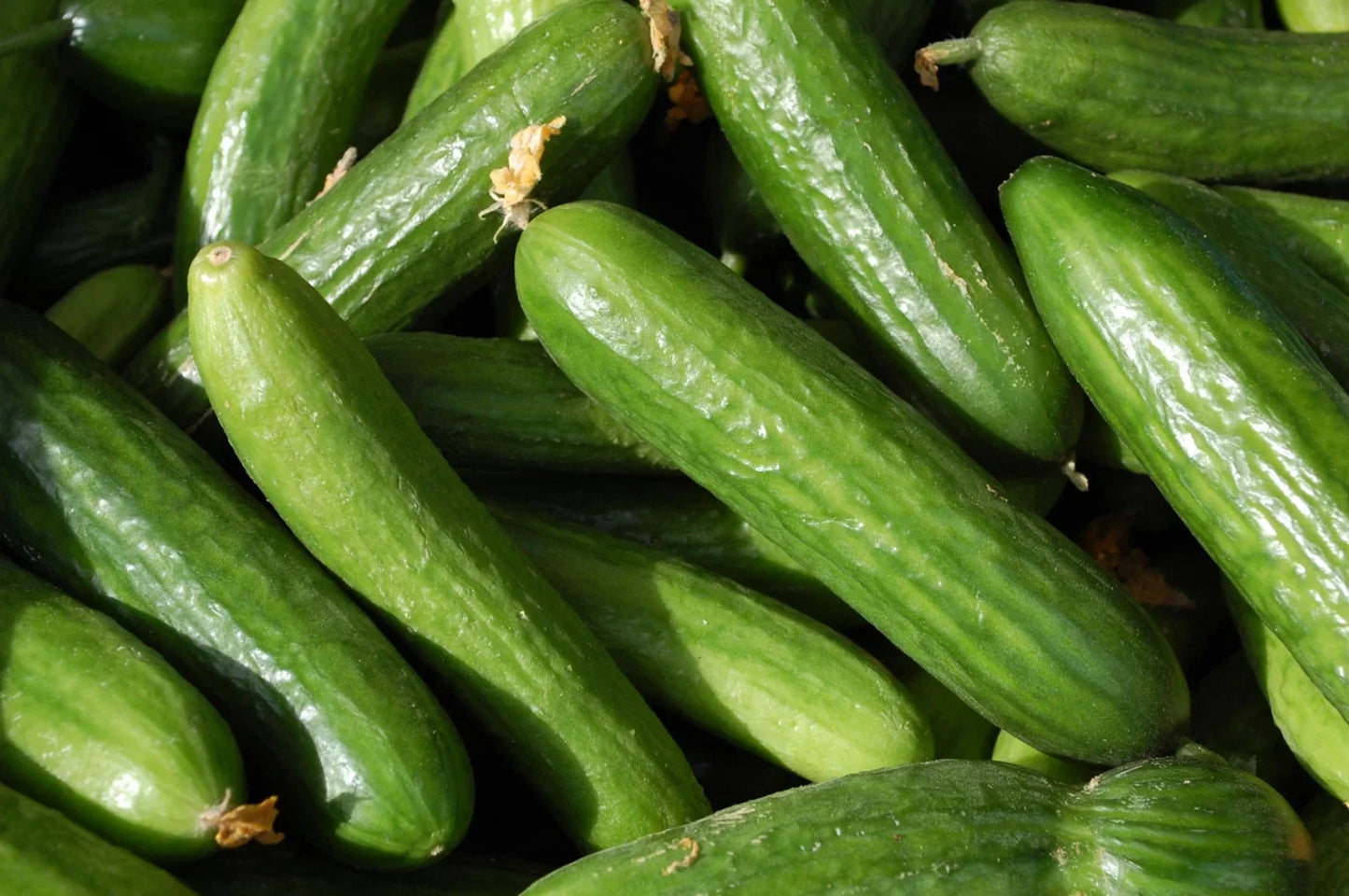 Organic Heirloom Muncher Cucumber Seeds - Non-GMO, Fresh, for Home Gardens, Cucumis sativus, Packaged Seed