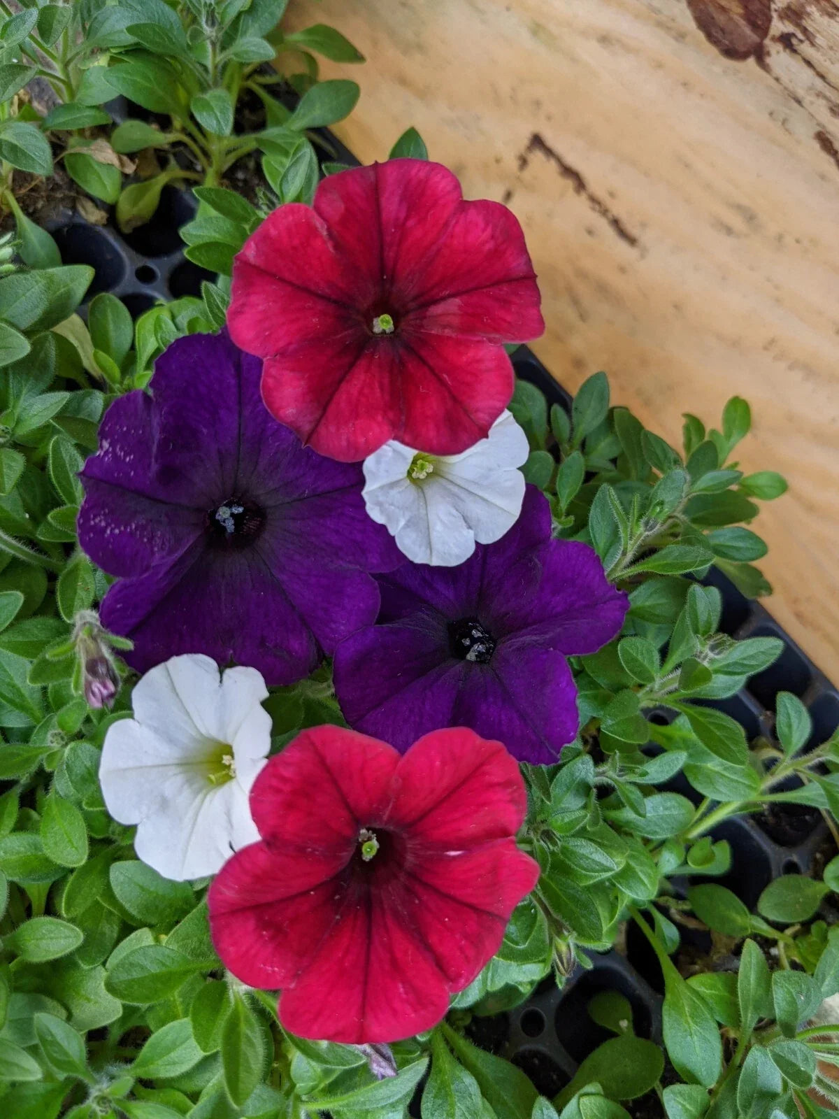 Petunia Combo Plants 9" Baby Plugs Easy Wave Red Velour Navy Velour Shock Wave White Petunia × atkinsiana