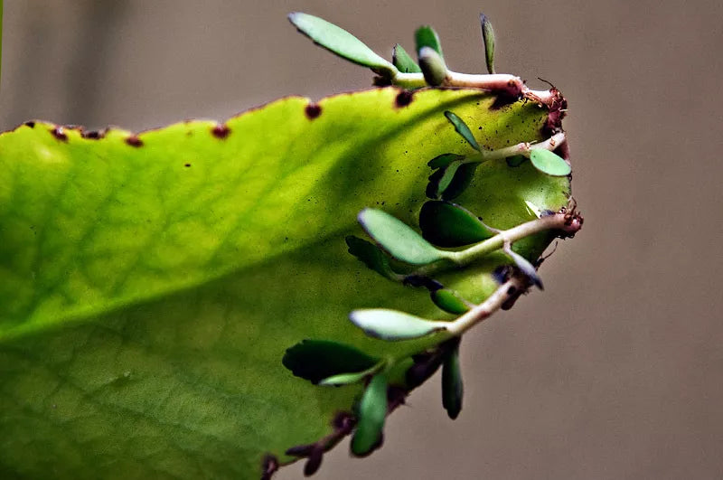 Kalanchoe Pinnata Plant - Succulent Houseplant - Miracle Leaf, Hawaiian Love, Katakataka, Easy Care, Indoor or Outdoor