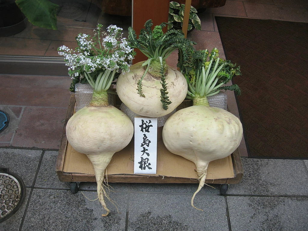 Sakurajima Mammoth Daikon Seeds - 300 Count, Largest Radish, Mild & Sweet Flavor, Raphanus sativus, Vegetable Seeds