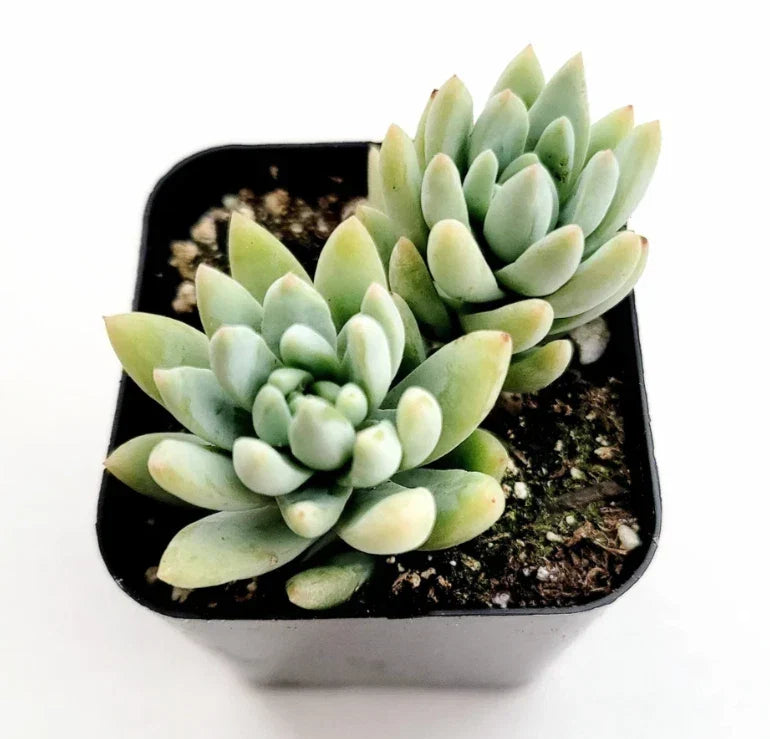 Sedeveria Silver Frost Succulent Live Plant 2-Inch | Indoor Garden Decor | Drought-Tolerant, Low Maintenance