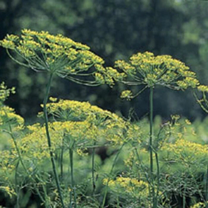 Mammoth Long Island Dill Seeds - Heirloom, NON-GMO, Aromatic Foliage, Anethum graveolens Gardening Supplies