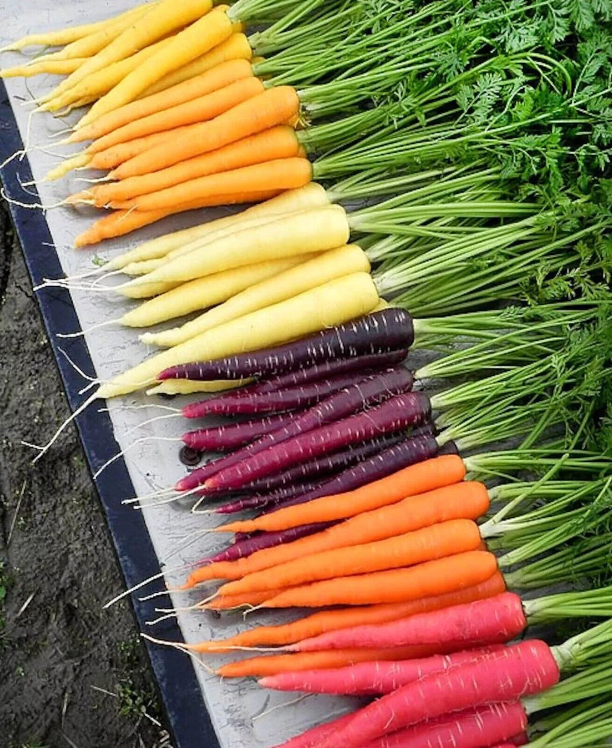 Rainbow Carrot Blend Seeds - Organic Non-GMO Heirloom Mix for Colorful Garden, Daucus carota, 200+ Seeds