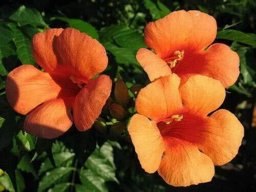 Northern Red Oak Live Plant Set of 2, 18-24 Inches, Quercus rubra, Hardy Shade Tree