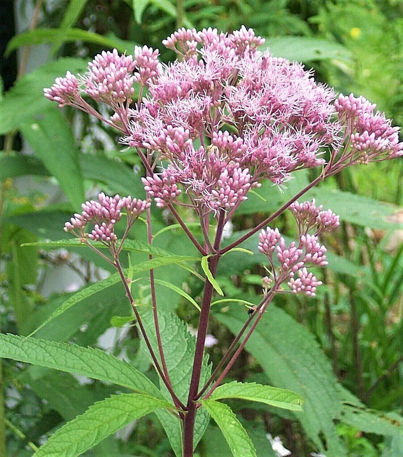 Joe Pye Weed Plants 2 Pack Native Maine Eupatorium purpureum Perennial for Pollinators