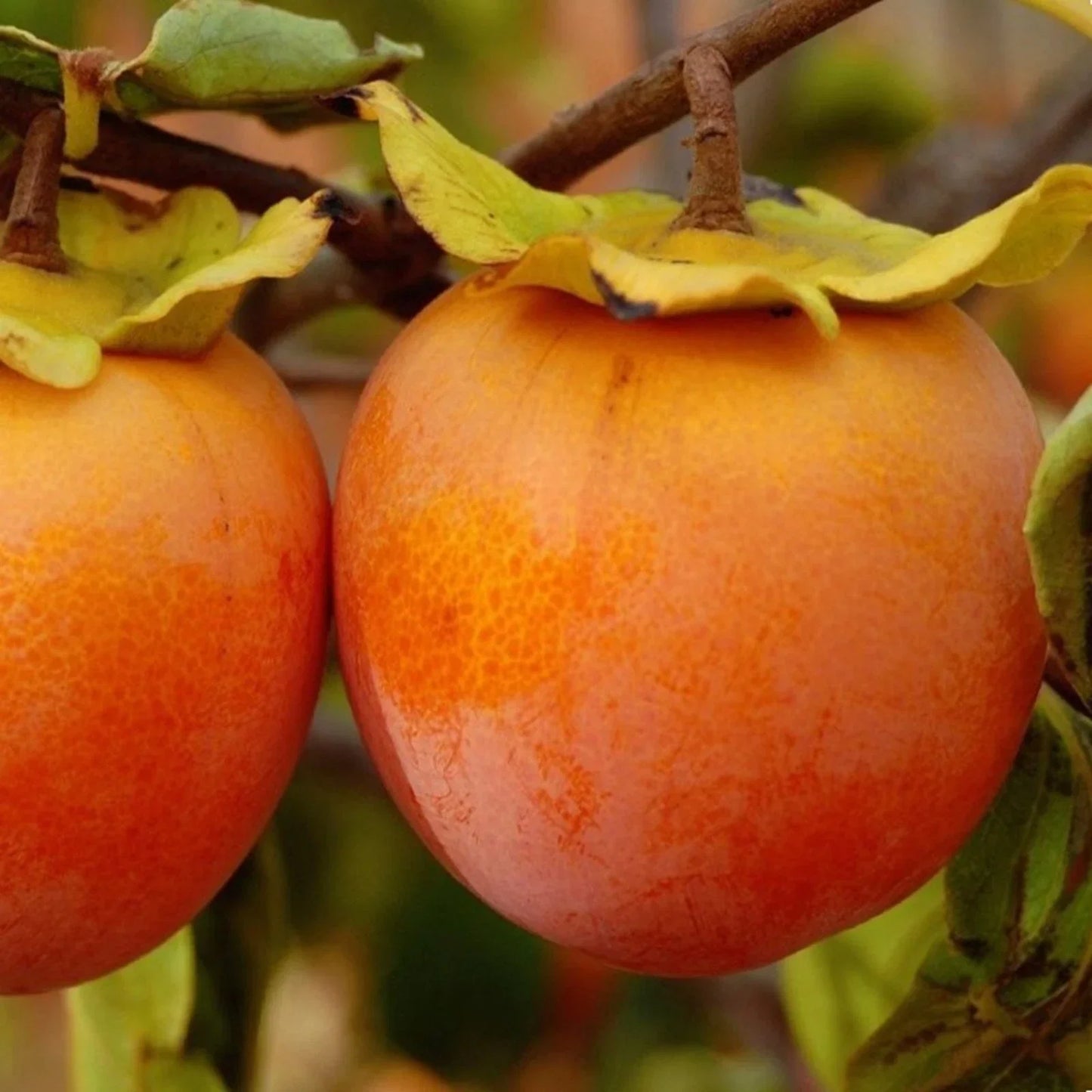 Persimmon Tree Bare Root 1 ft Tall Diospyros virginiana Fruit Tree for Food Forest Gardening