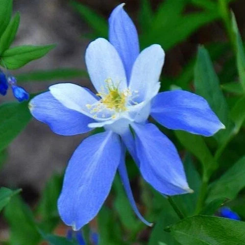 Rocky Mountain Blue Columbine Seeds - 200+ Perennial Flower Seeds for Garden, Aquilegia caerulea, Blue and White Blooms