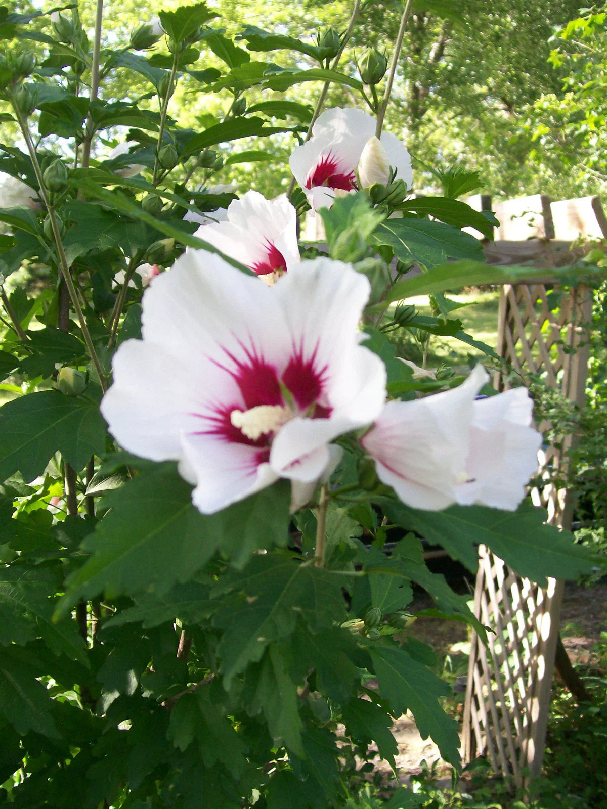Rose of Sharon Plant 24-36 Inches Mixed Colors Hibiscus syriacus 2-3 Years Old Zones 5-9