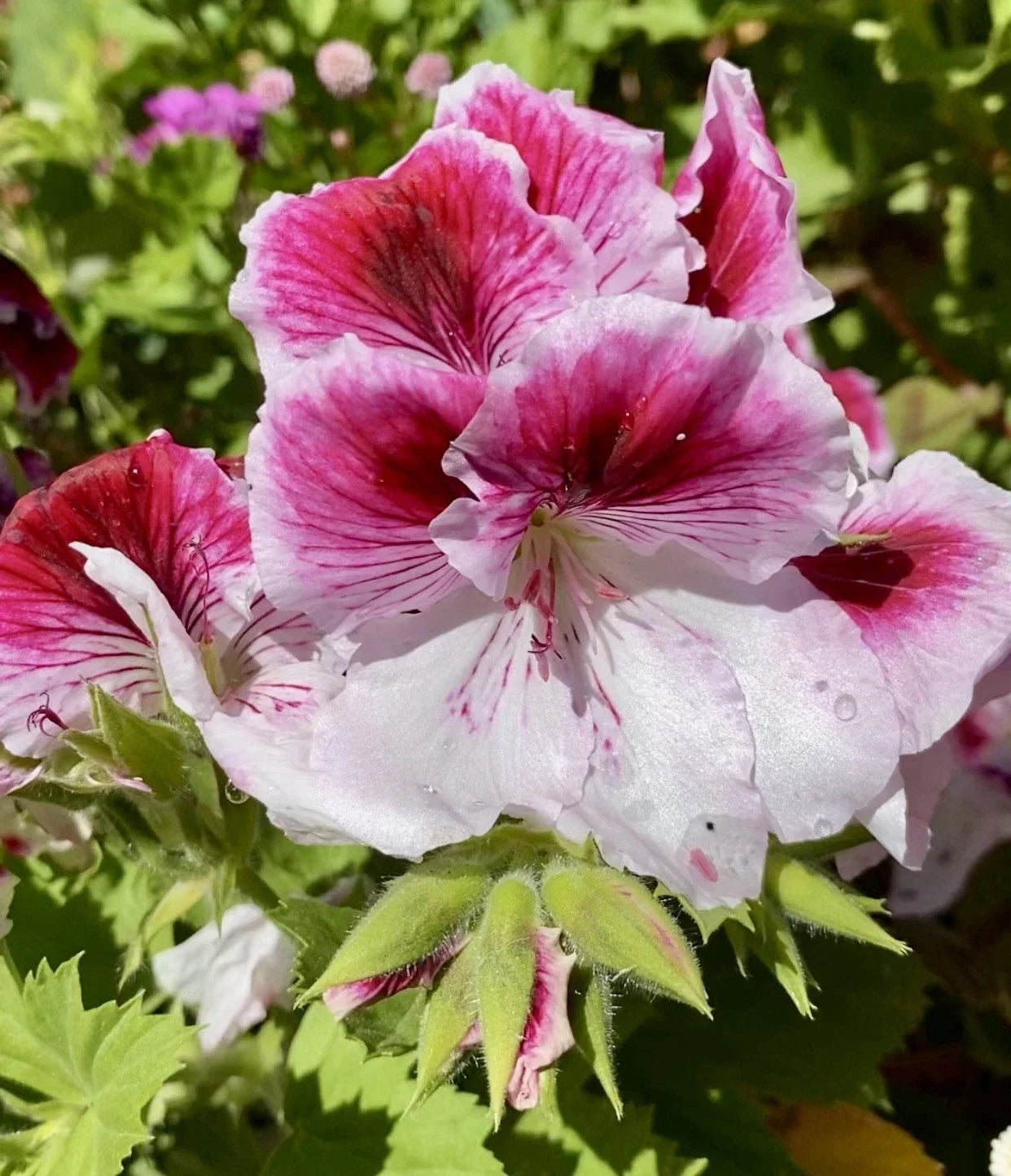 Geranium Cuttings 3 Pink & White Pelargonium Plants for Planting, Full Sun, Easy Care, Vibrant Blooms