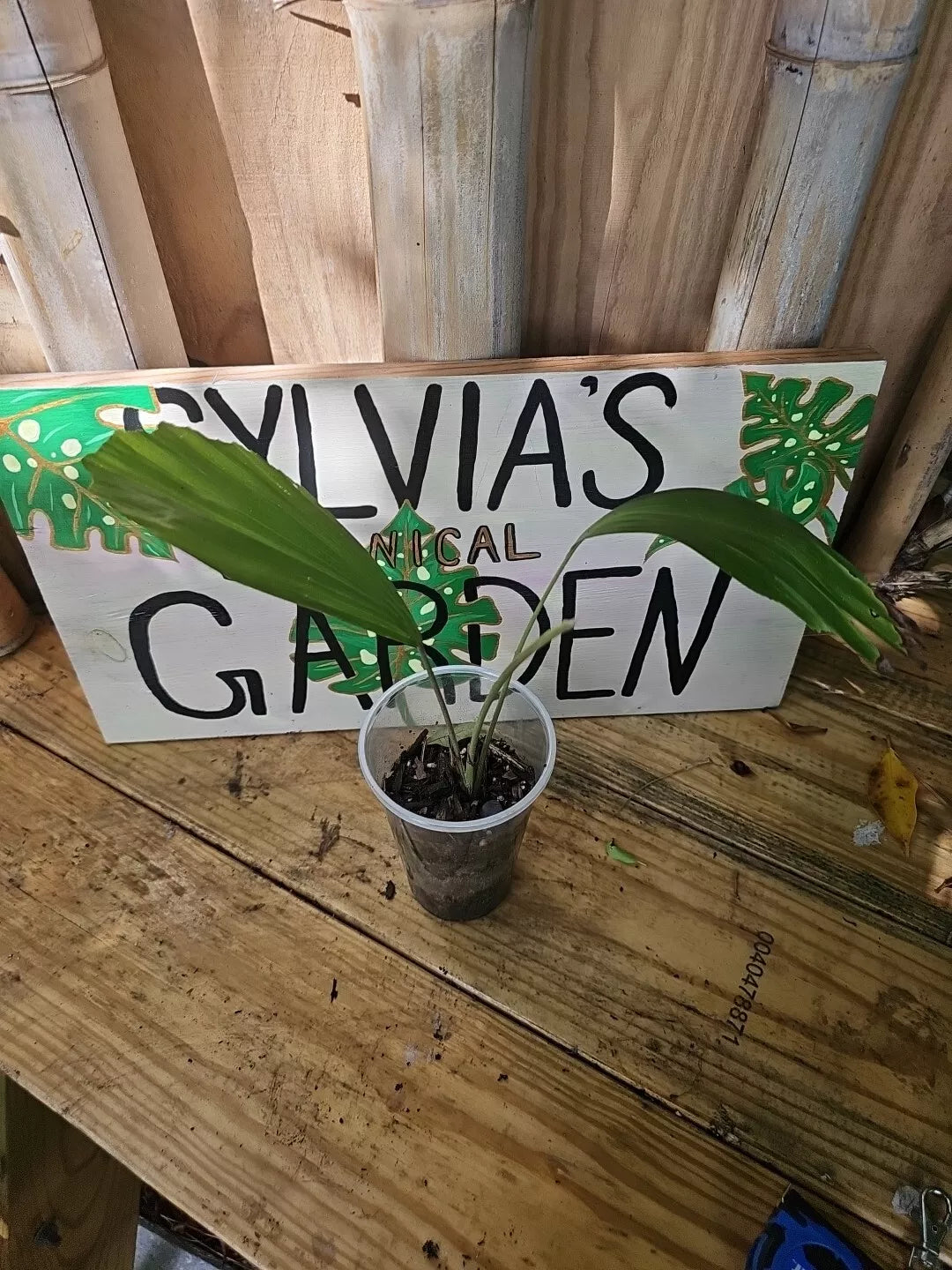 Sugar Palm Tree Seedling in 3.5" Pot | Arenga Pinnata Live Plant for Indoor & Outdoor Gardens