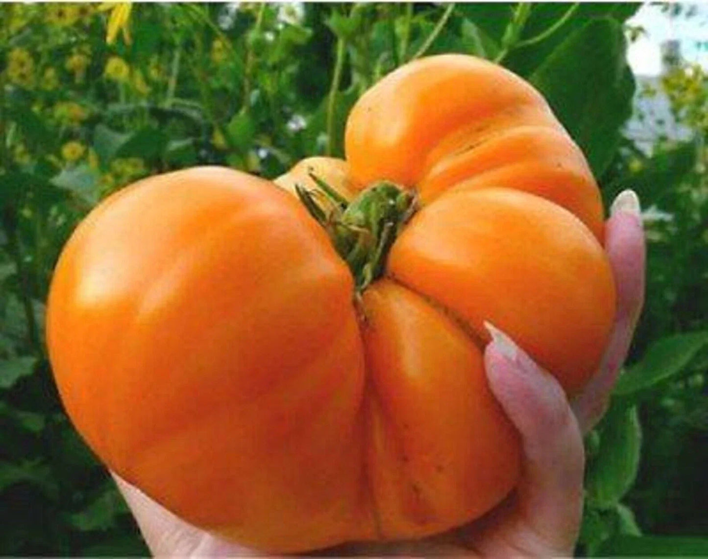 Amana Orange Tomato Seeds - Heirloom Organic Non-GMO, Solanum lycopersicum, Bright Orange, 120+ Seeds for Home Garden & Small Farm
