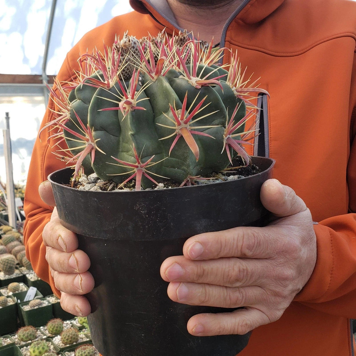 Devil's Tongue Cactus Plant - Ferocactus latispinus - Live Succulent with Unique Spines - Indoor/Outdoor Decor