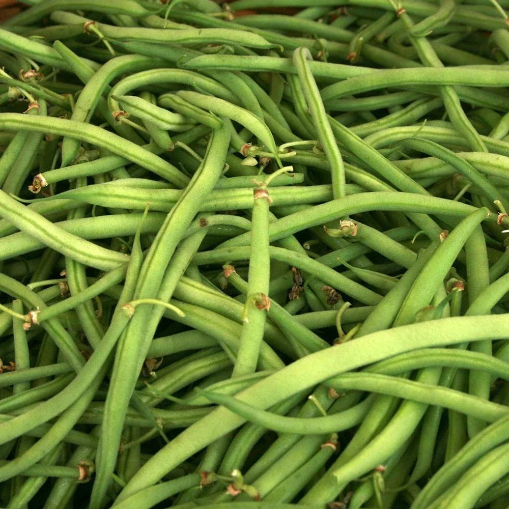 Kentucky Wonder Green Bush Bean Seeds – Heirloom, Non-GMO, Phaseolus vulgaris, 50 Seeds Vegetable Garden Pack