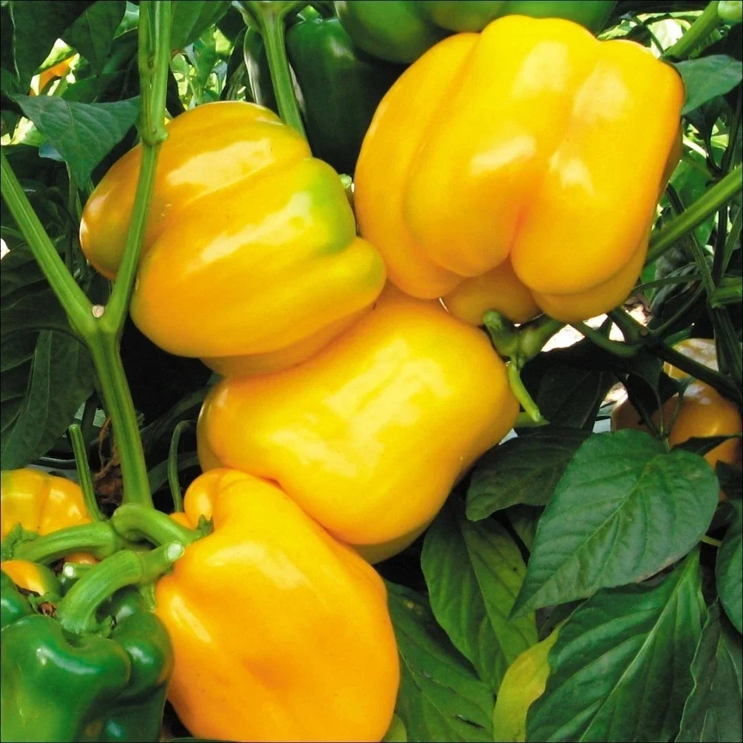 Canary Yellow Sweet Bell Pepper Seeds, NON-GMO Heirloom, Capsicum annuum, Compact Bushy Plant, Bright Yellow Color, Vegetable Seeds