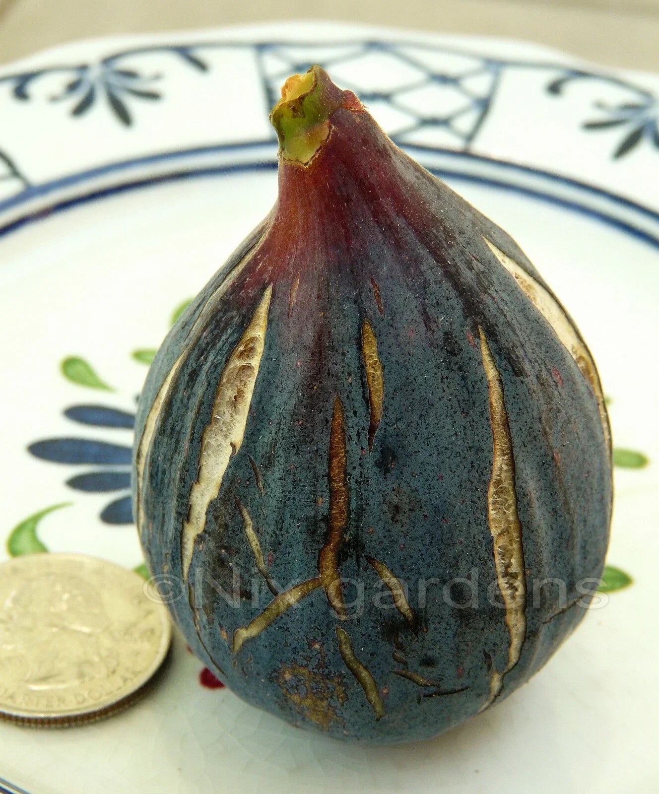 Heirloom Fig Tree Cuttings - Lebanese Black/Purple Ficus carica - Vigorous & Prolific Fruitful Plant