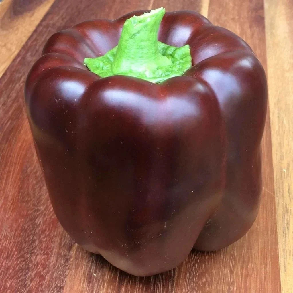 Organic Heirloom Chocolate Bell Pepper Seeds – Non-GMO, Sweet, Full Sun, Capsicum annuum, 25+ Seeds