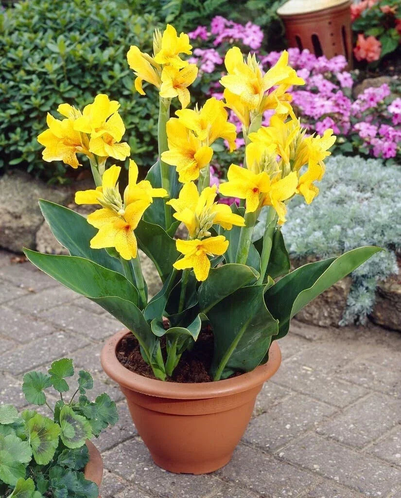 Large Canna Lily Bulbs Value Bag - Bright Yellow Canna indica Flowers
