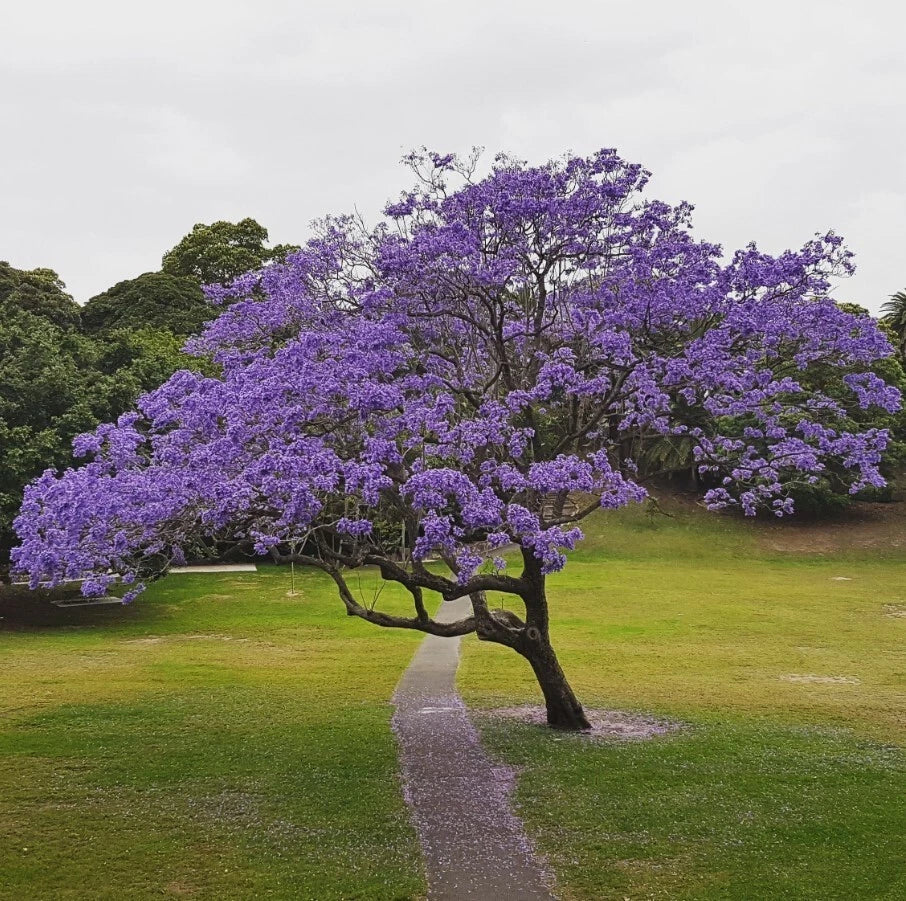 Blue Jacaranda Tree Plant - 6-8 Inches - Jacaranda Mimosifolia - Live Indoor/Outdoor Tree for Gardens & Pots