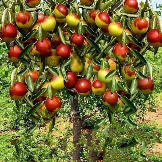 Jujube Fruit Tree Seeds – Red Chinese Date, Indian Plum, Superfruit, Ziziphus jujuba, Drought-Resistant, Edible Landscaping