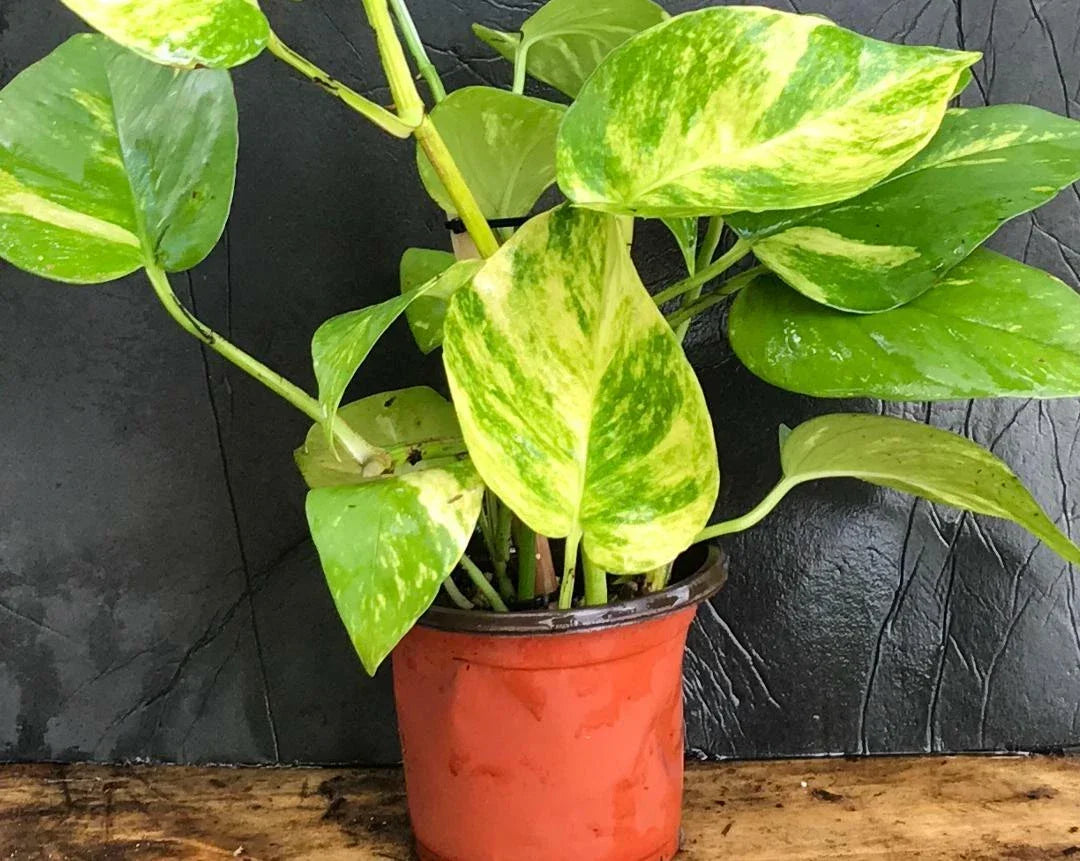 Golden Pothos Live Plant Cuttings, 5 Rooted 4-6 Inches, Epipremnum aureum, Indoor Outdoor Vine for Trailing & Hanging Baskets