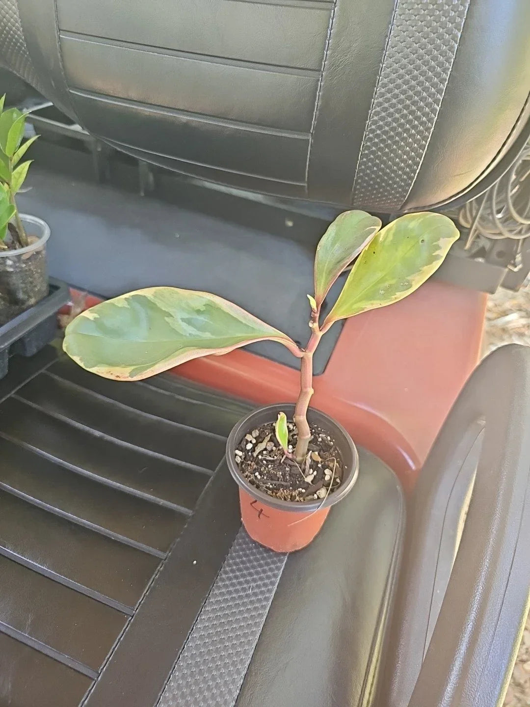 Peperomia Clusiifolia Jelly Plant 3.5" Pot Variegated Green Pink White Indoor Houseplant