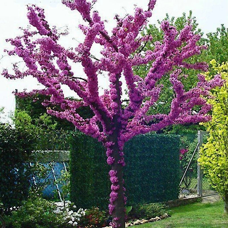 Judas Tree Seeds - Cercis siliquastrum - Mediterranean Redbud Flowers - Hardy, Fast Growing, Deciduous Tree Seeds