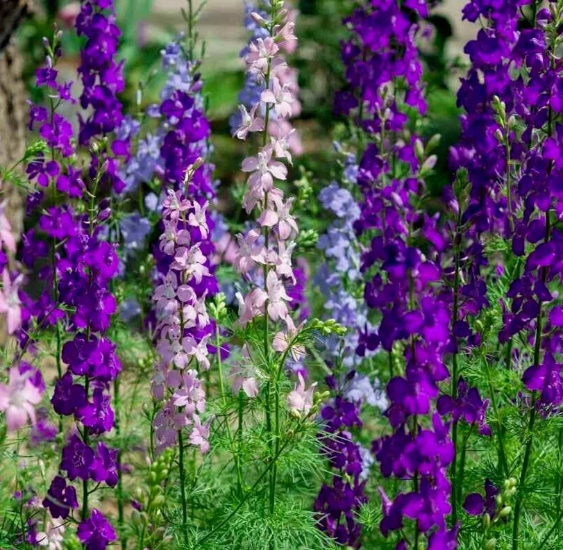 Larkspur Seeds 200+ Rocket Mix - Purple & White Annual Flower Delphinium ajacis, Full Sun, Well-Drained Soil
