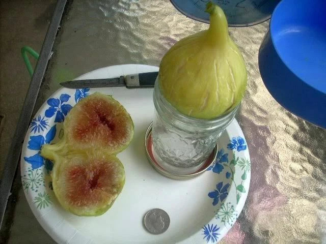 Fig Tree Cuttings Set - Atreano Variety - Large Yellow Figs - High Yield, 6 Propagation Cuttings, Ficus carica