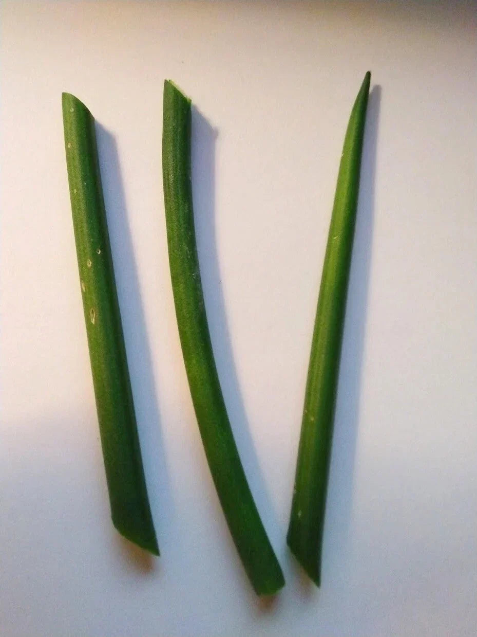 Fernwood Snake Plant Cuttings - Unrooted Sansevieria trifasciata 'Fernwood' for Indoor Gardening