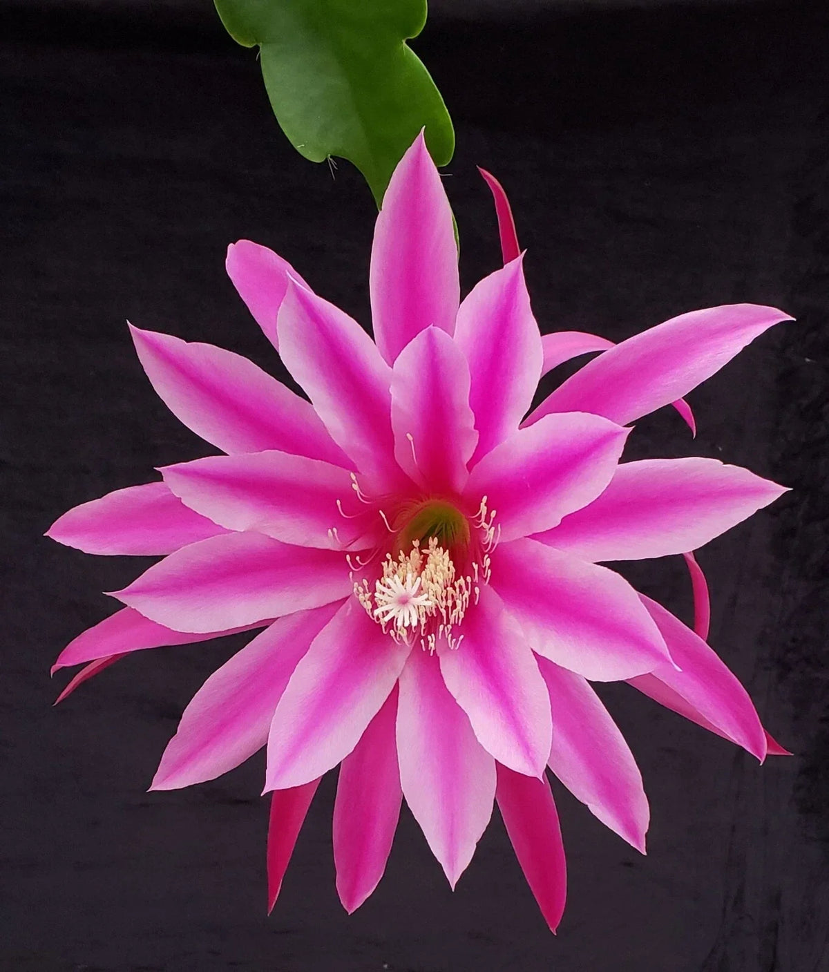 Epiphyllum 'Beijing' Rooted Cutting - Rare Orchid Cactus Plant for Indoor Gardening - Unique Succulent