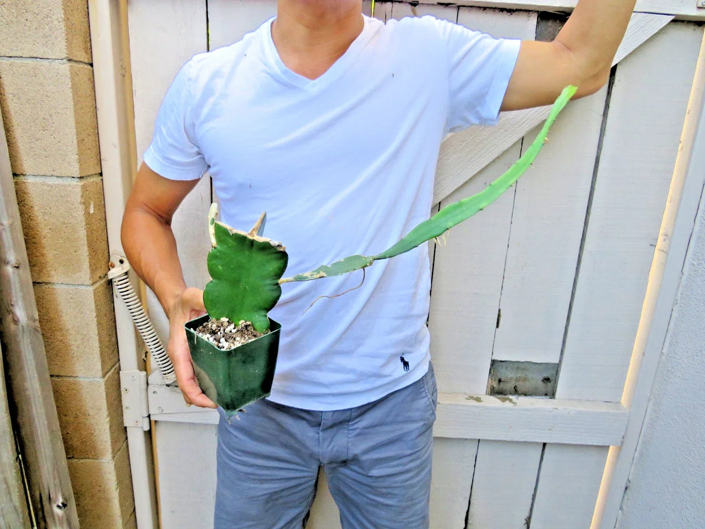Dragon Fruit Succulent Cactus Cutting | Epiphyllum Pitahaya Tropical Plant | Vibrant Fruit, Easy Care