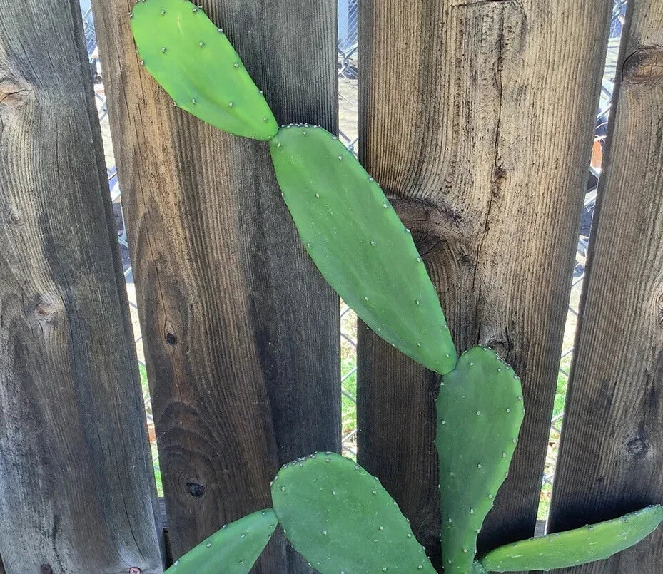 Edible Prickly Pear Pads 5 Count Opuntia ficus-indica Succulent for Garden or Container Planting