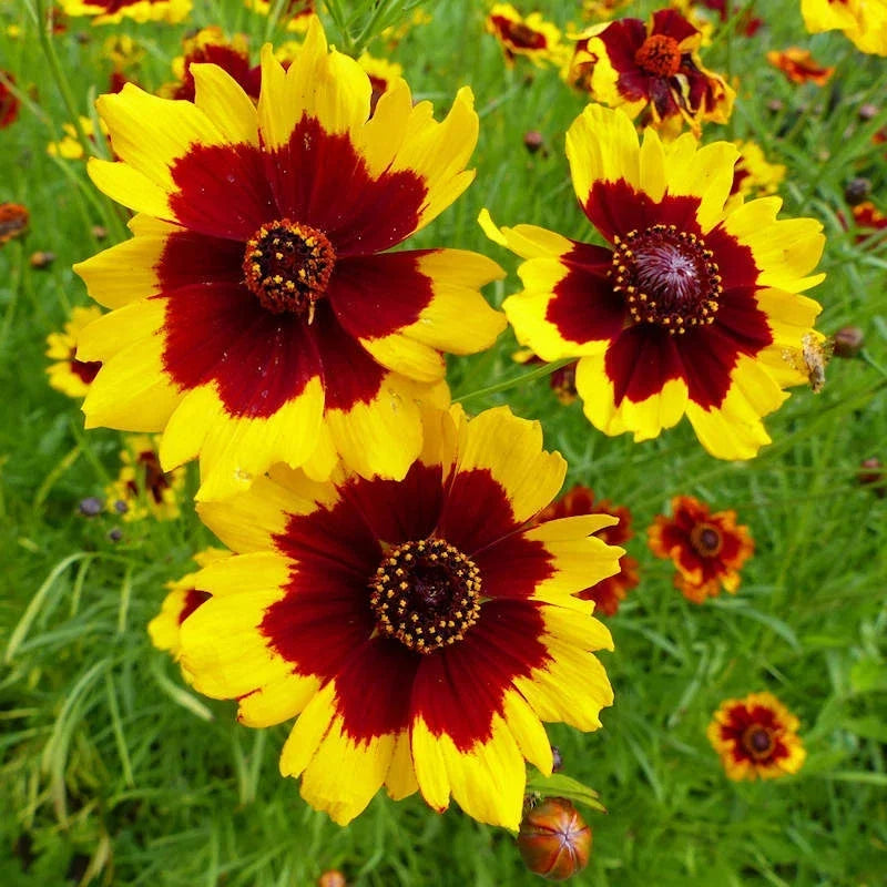 Plains Coreopsis Seeds | Non-GMO Flowering Plant | Coreopsis tinctoria | Wildflower Seeds for Gardens & Pollinators