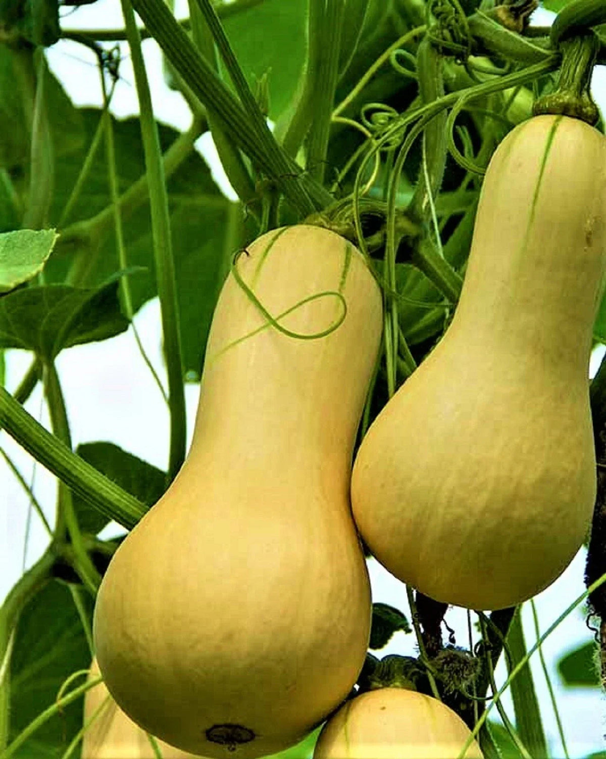 Waltham Butternut Squash Seeds – Non-GMO Heirloom Cucurbita moschata for Home Gardening, Culinary Use, Easy to Grow