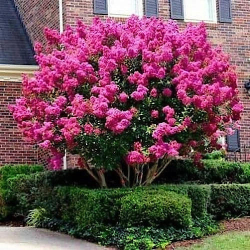 Crape Myrtle Tree Seeds - Lagerstroemia Indica - Fast-Growing Lilac Flowers for Gardens & Landscaping