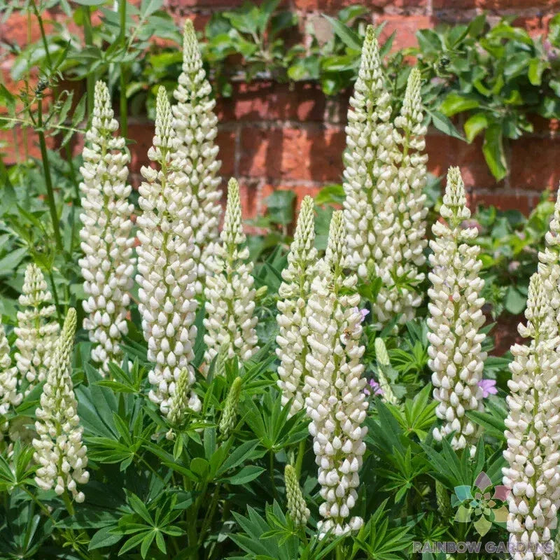 Noble Maiden Lupine Seeds - 25+ Pack | Lupinus polyphyllus | USA Grown