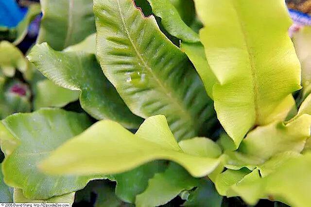Hardy Tongue Fern Spores 1001 Seeds - Cold Hardy Asplenium scolopendrium