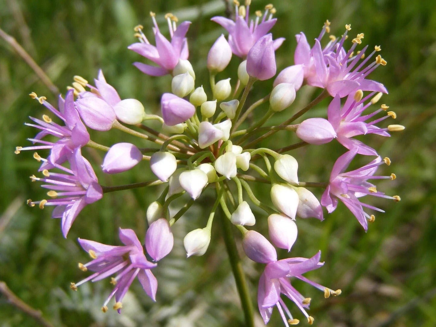 Prairie Onion Seeds - Bulk Non-GMO Heirloom Allium stellatum - Edible Greens for Gardening & Cooking