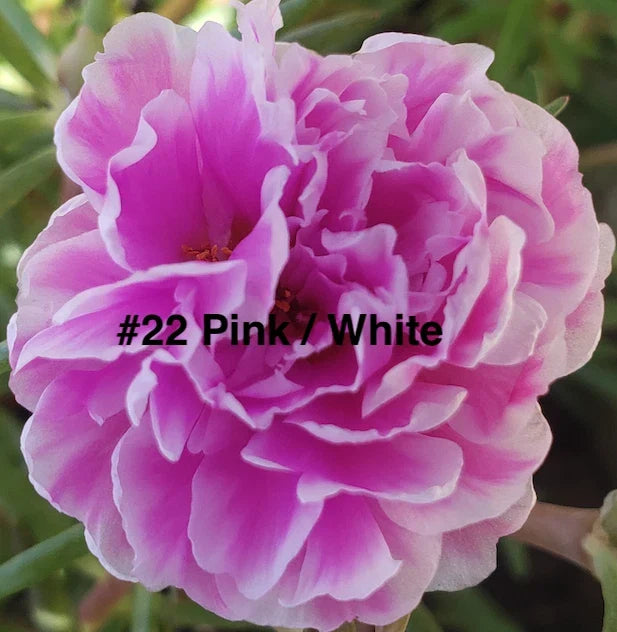 Moss Rose Cuttings 10 Pack - Pink & White Portulaca Grandiflora Gardening Propagation