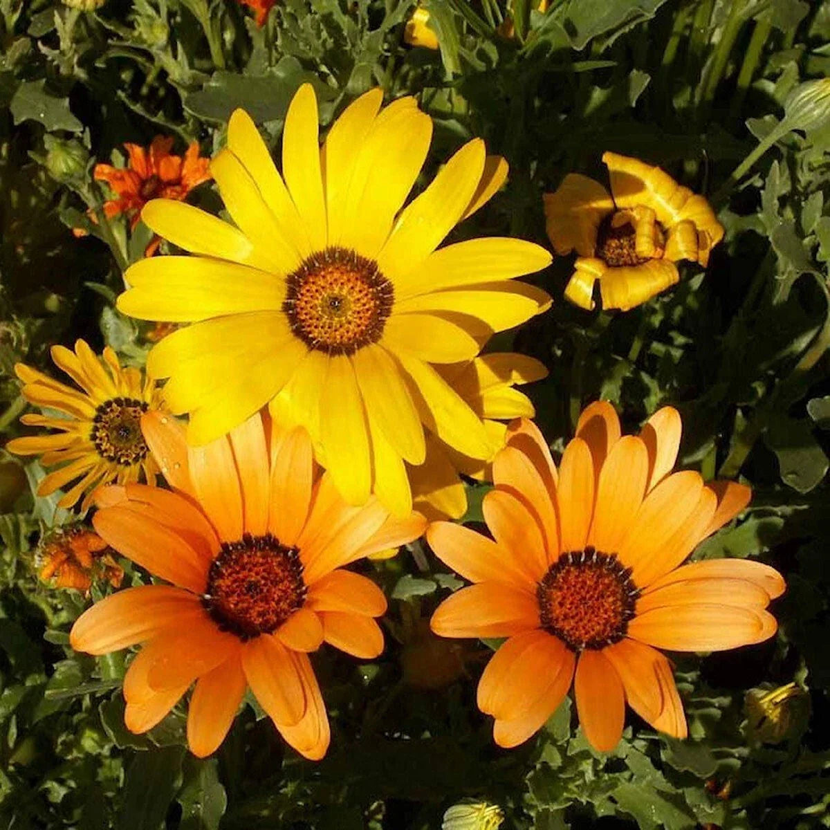 African Daisy Wildflower Seeds 1/4 lb - Osteospermum spp. - Vibrant Blooming Seeds for Gardens & Pollinators