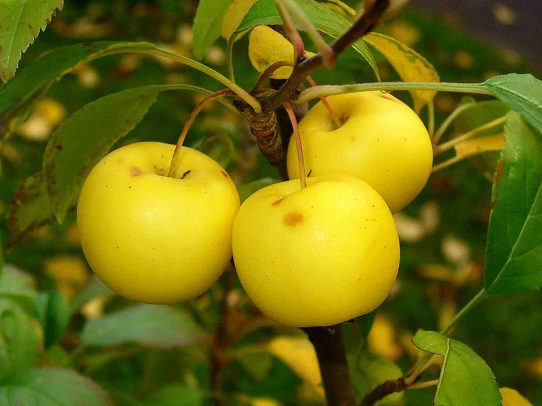 30 European Crab Apple Seeds - Malus Sylvestris French Crabapple Tree