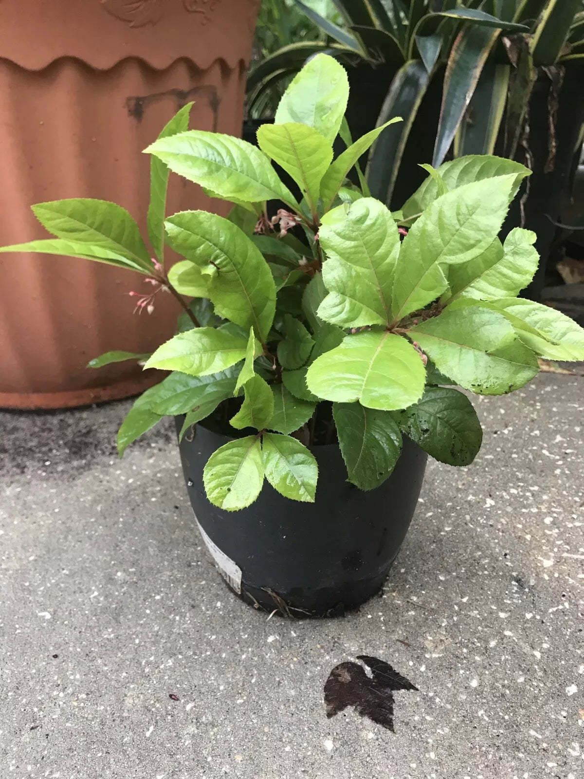 10 Organic Coral Berry Plants - Ardisia crenata - Indoor & Outdoor Ornamental Houseplants
