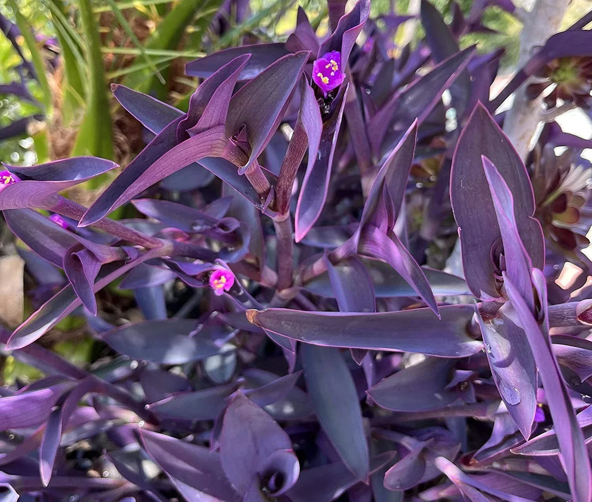 Purple Heart Wandering Tradescantia Pallida Cuttings – 5 Propagation Plantlets for Cactus & Succulent Gardens