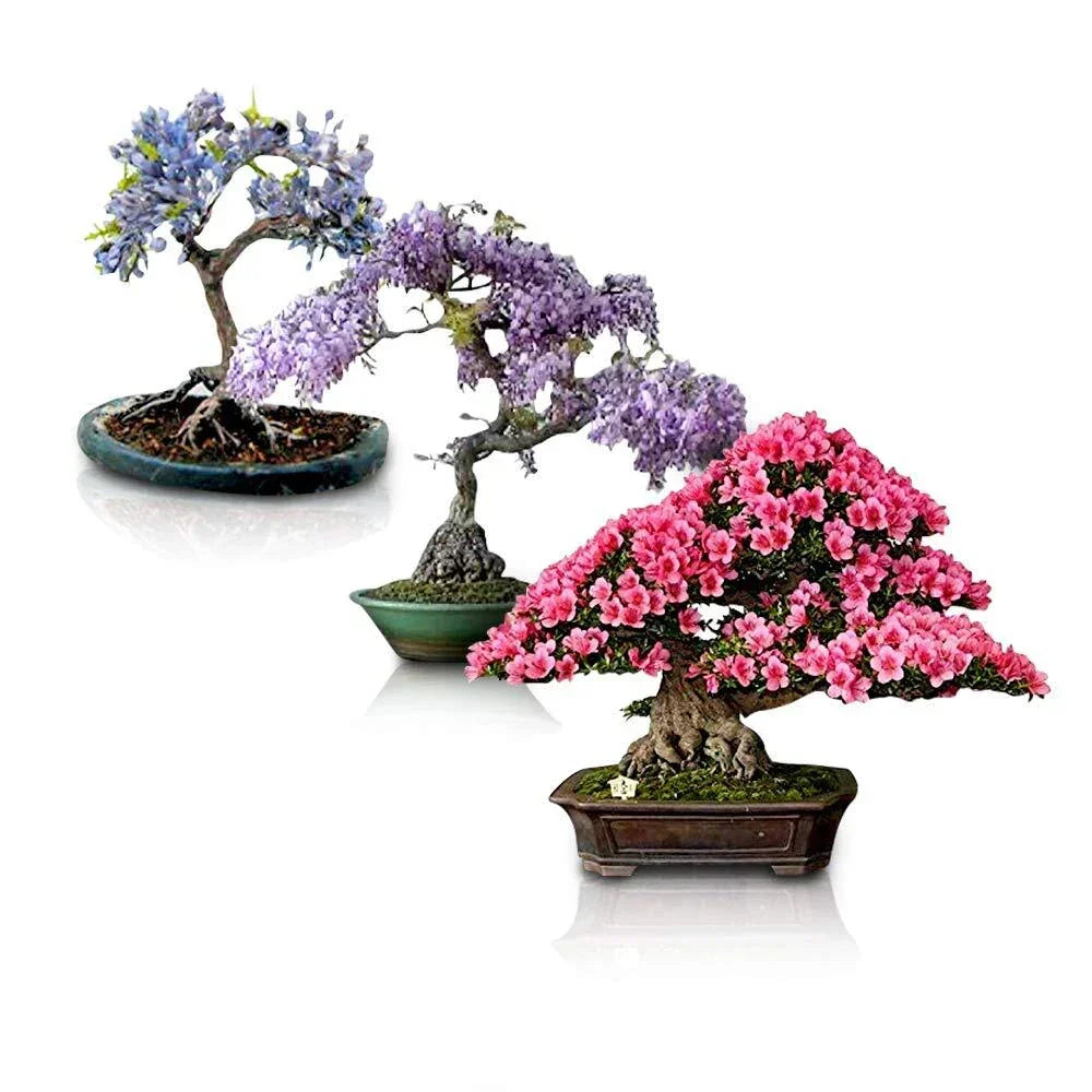 Flowering Bonsai Tree Seeds Bundle - 3 Varieties for Indoor and Outdoor Gardening