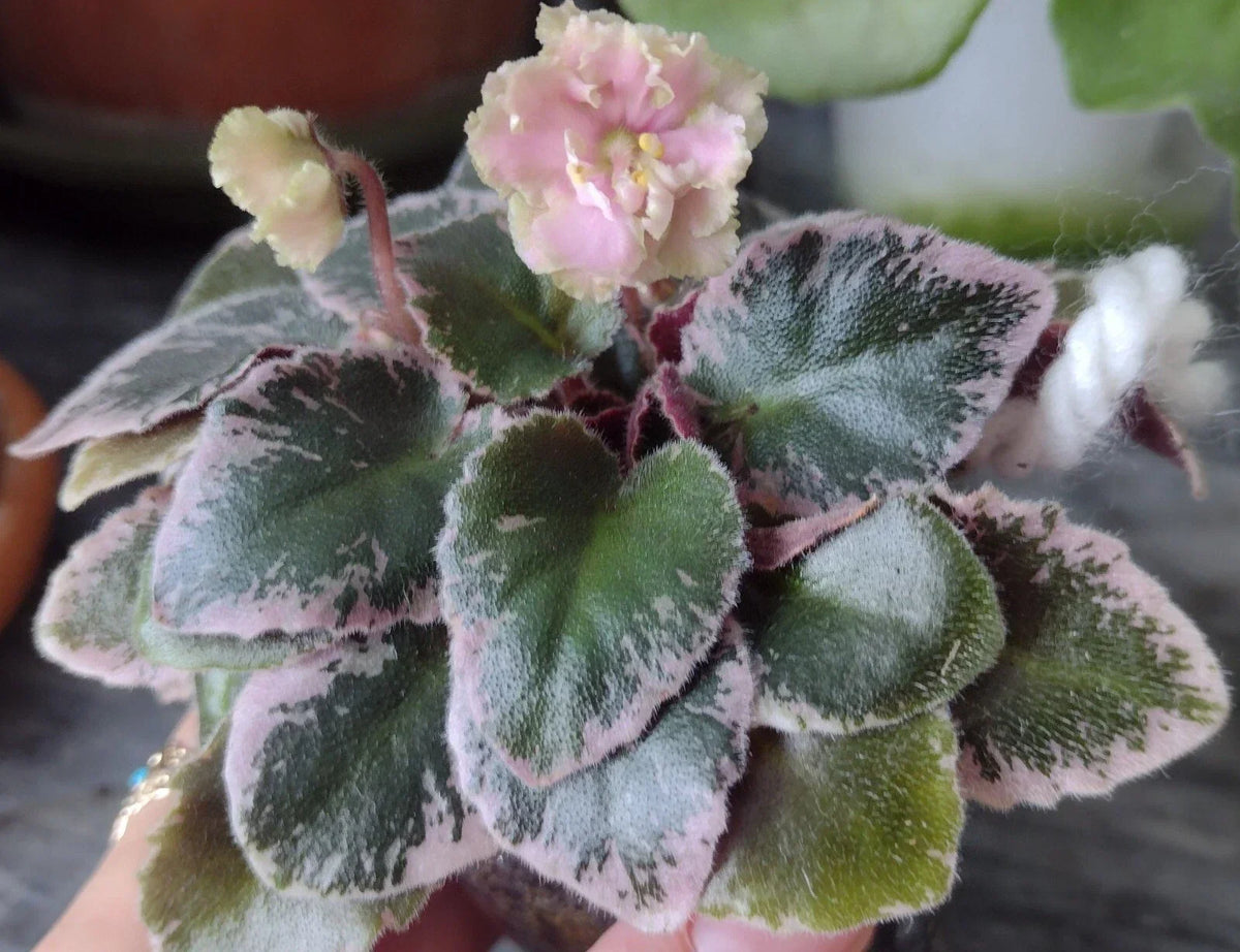 Mini African Violet Unrooted Leaves 2-Pack Saintpaulia for Propagation Indoor Garden