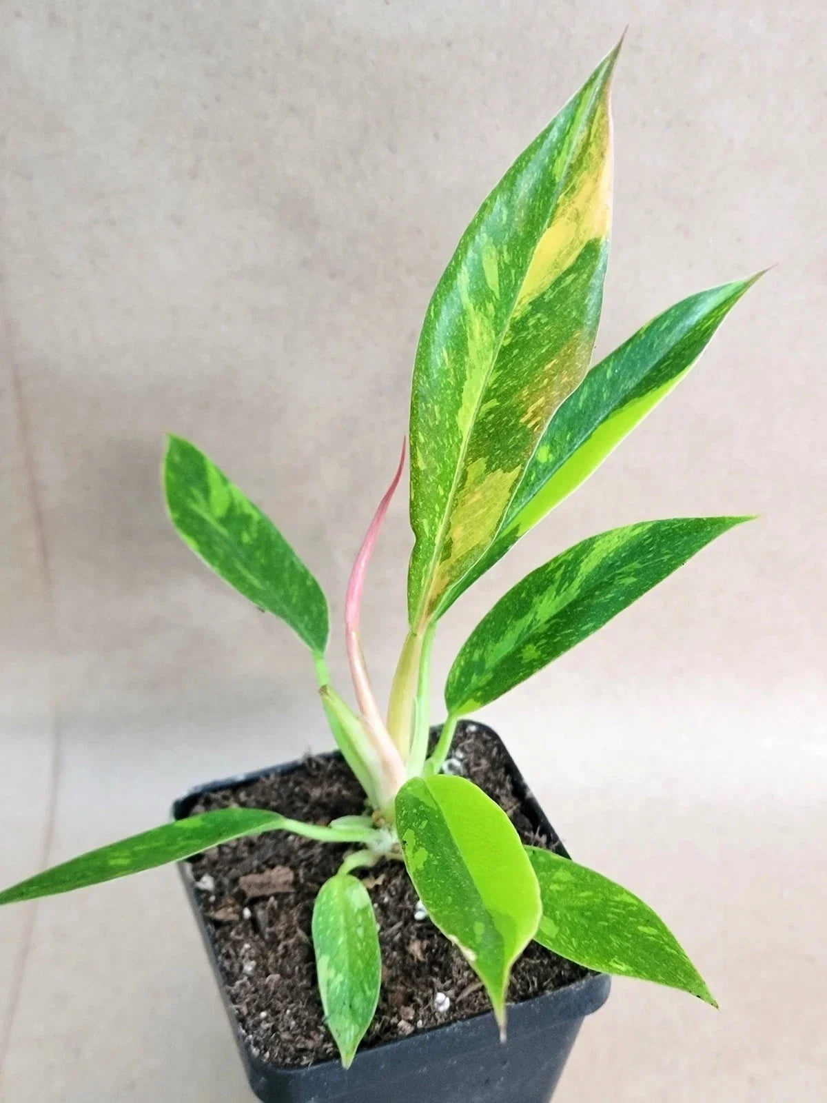Rare Philodendron Ring of Fire Live Plant in 4" Pot – Variegated Tropical Aroid, Indoor Houseplant, Exotic Foliage