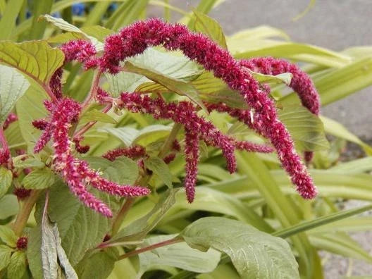 Love Lies Bleeding Seeds - Amaranthus caudatus Red Ropes Flowers for Garden, Cut Flowers, Pollinator Attractant
