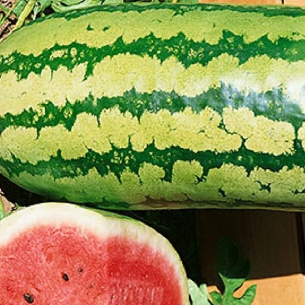 Garrisonian Watermelon Seeds - Heirloom, Non-GMO, Organic Citrullus lanatus for Home Garden, Full Sun, Bountiful Harvest
