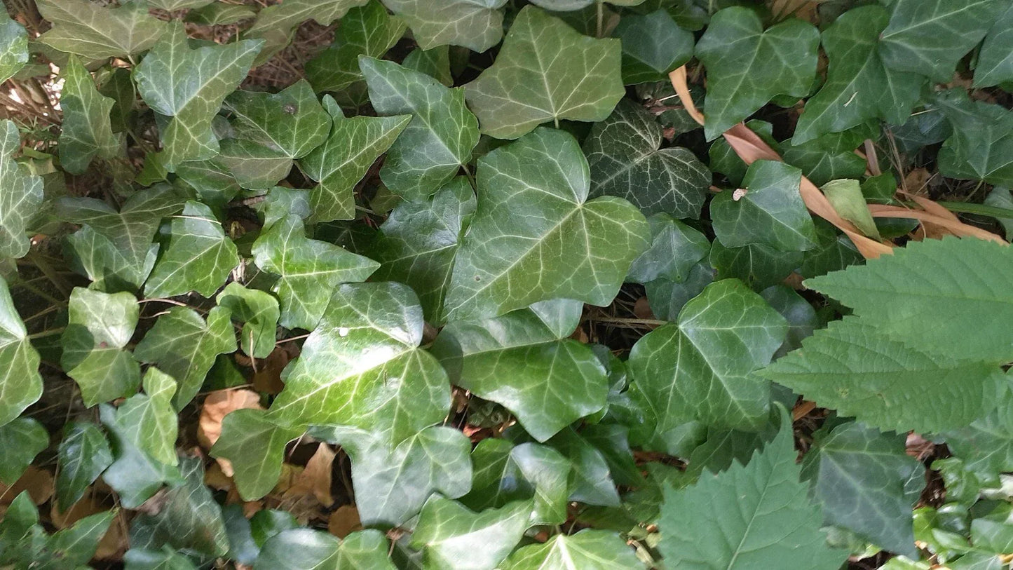 English Ivy Bare Root Cuttings 50 Pack - Hedera helix Climbing & Trailing Plants for Gardening & Landscaping